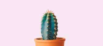 Cactus Image
